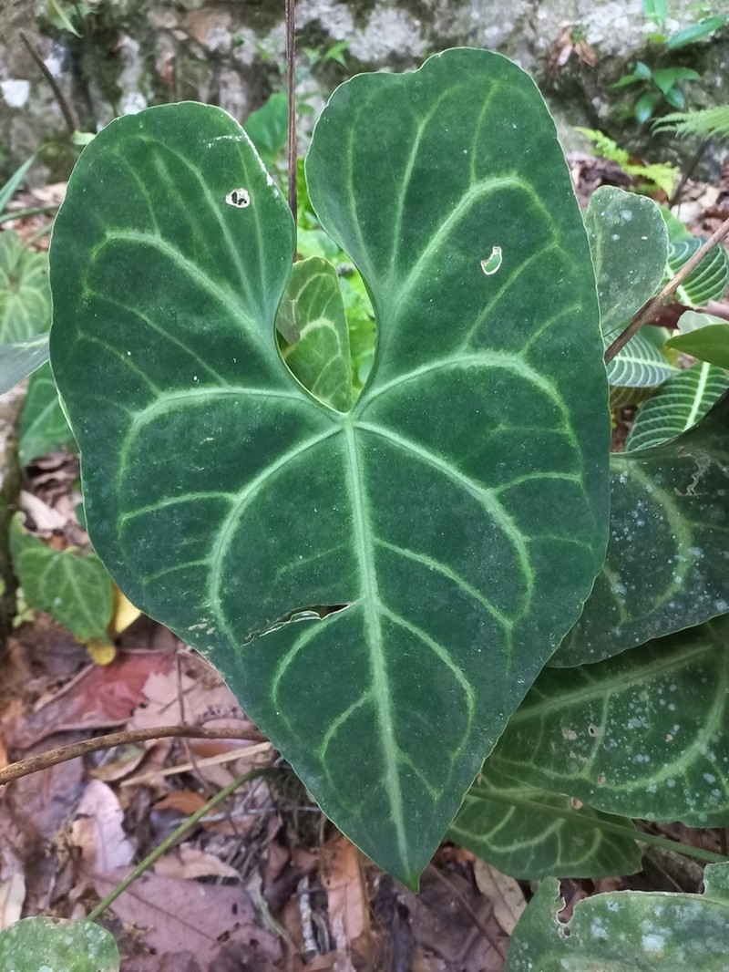 Anthurium leuconeurum