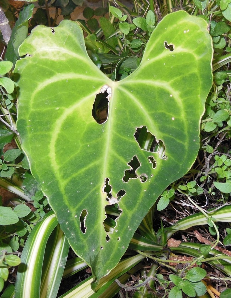 Anthurium leuconeurum photo 2