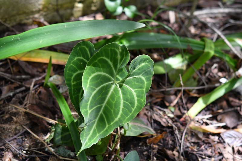 Anthurium leuconeurum photo 4