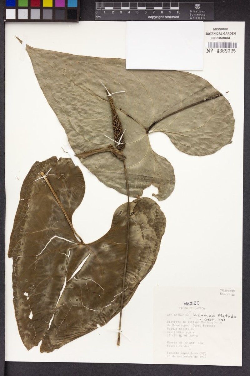 Anthurium lezamae