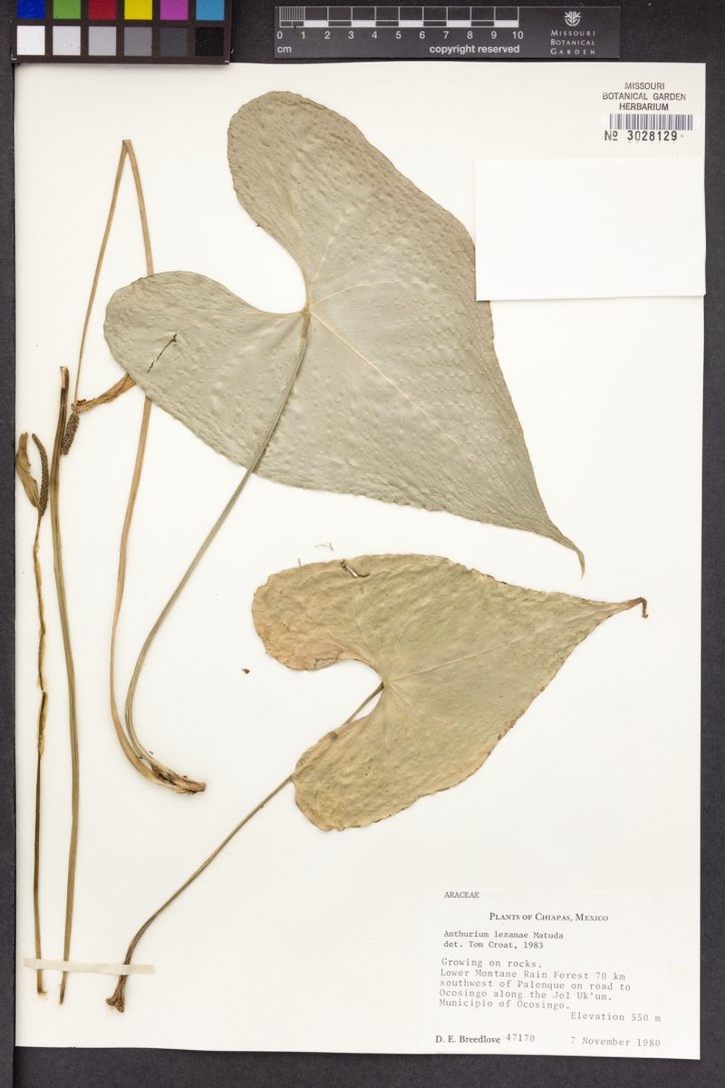 Anthurium lezamae photo 3