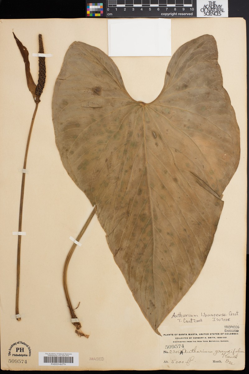 Anthurium libanoense