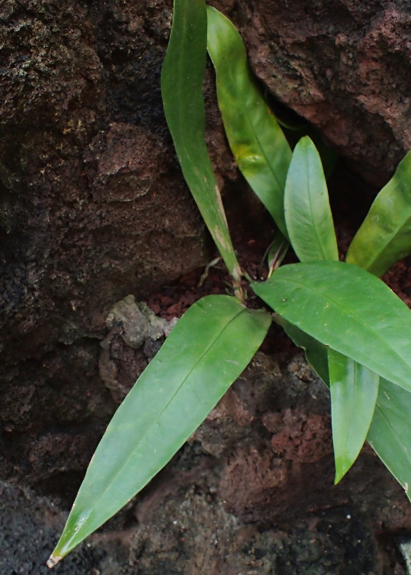 Anthurium lilacinum