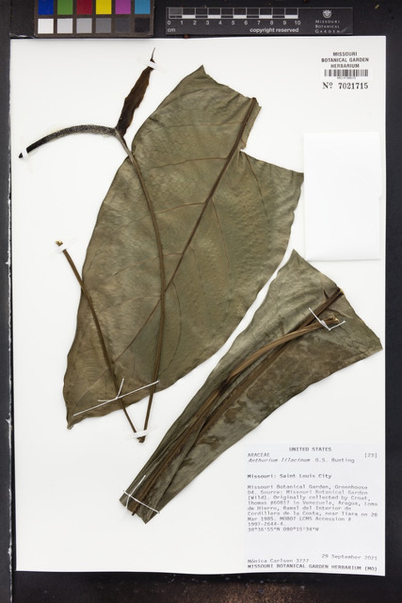 Anthurium lilacinum photo 2