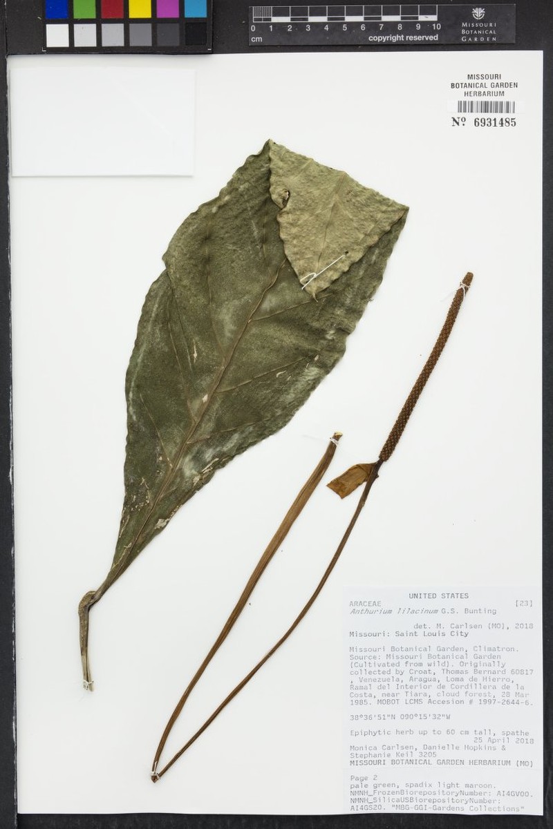 Anthurium lilacinum photo 3