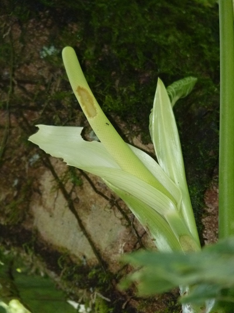 Anthurium limonense photo 2