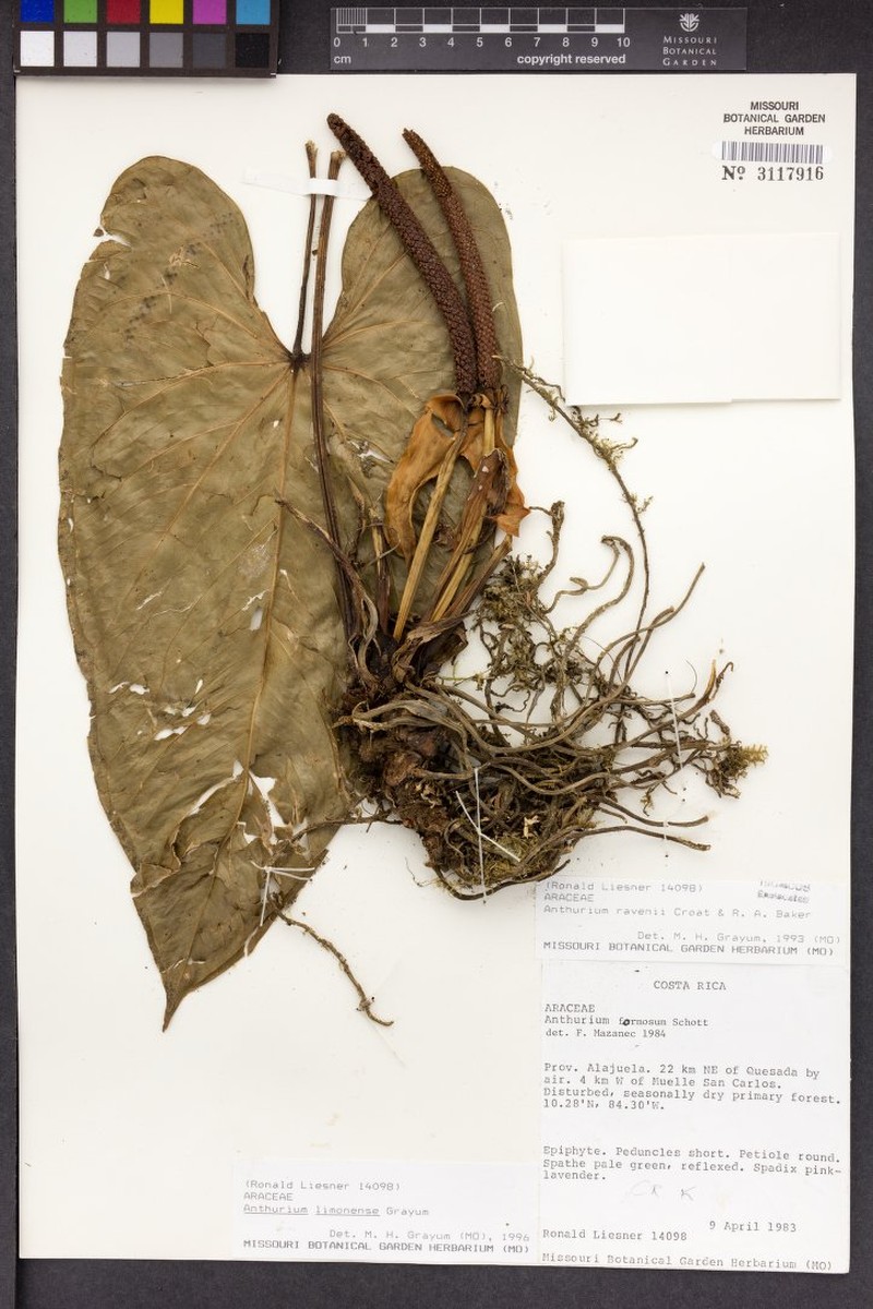 Anthurium limonense photo 3