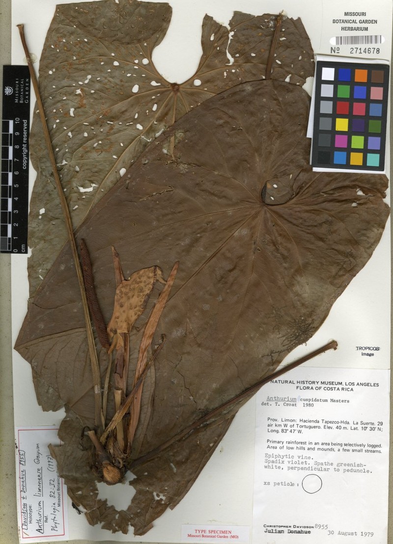 Anthurium limonense photo 4