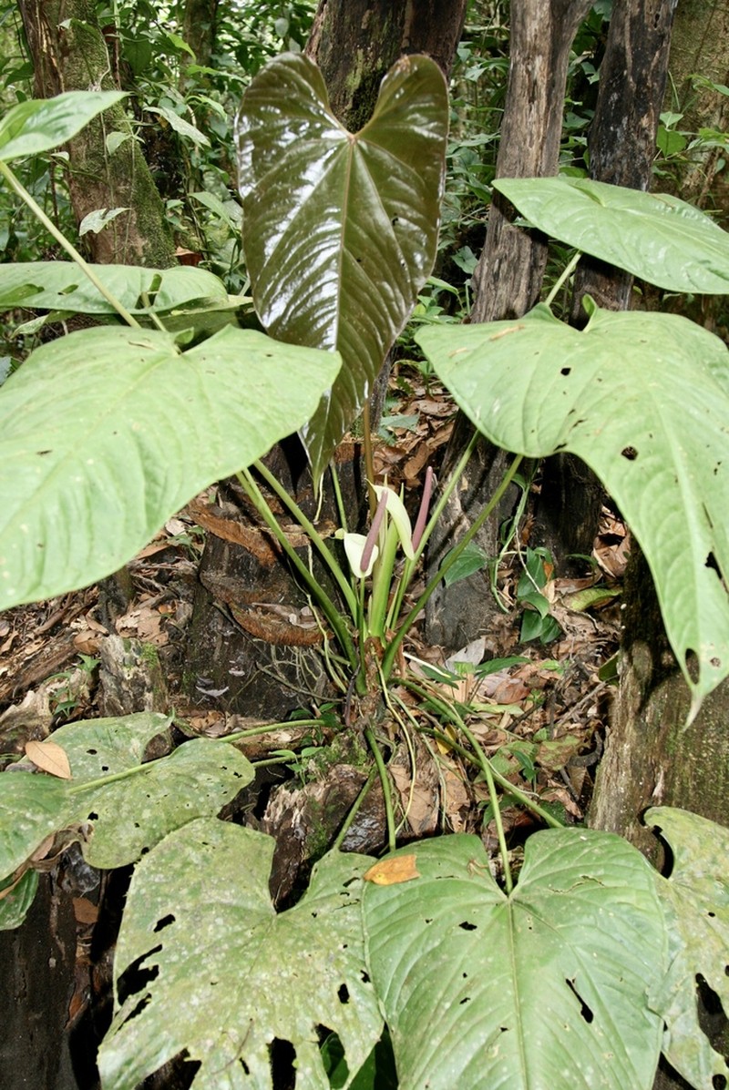 Anthurium limonense