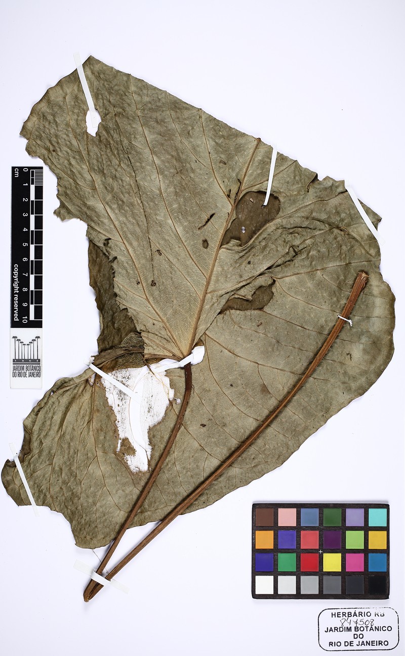 Anthurium lindmanianum