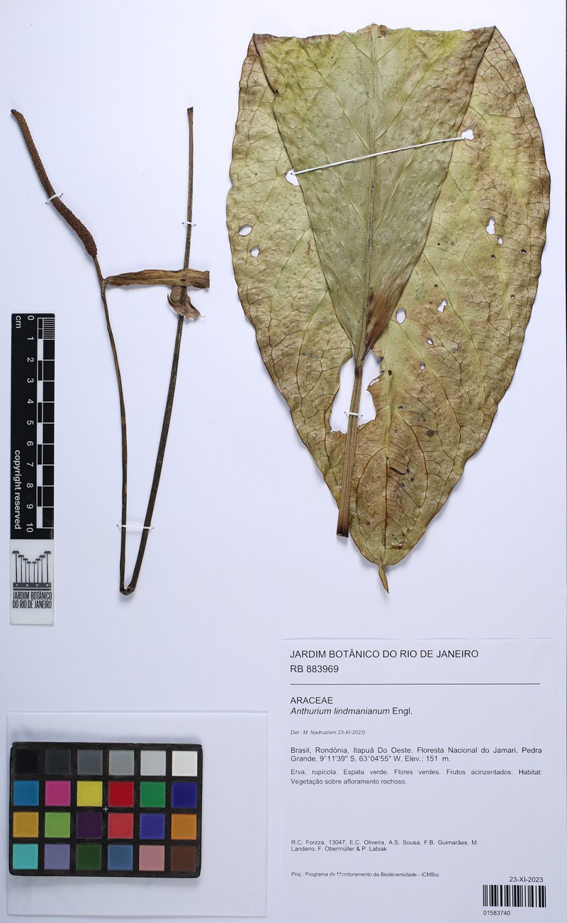 Anthurium lindmanianum photo 2