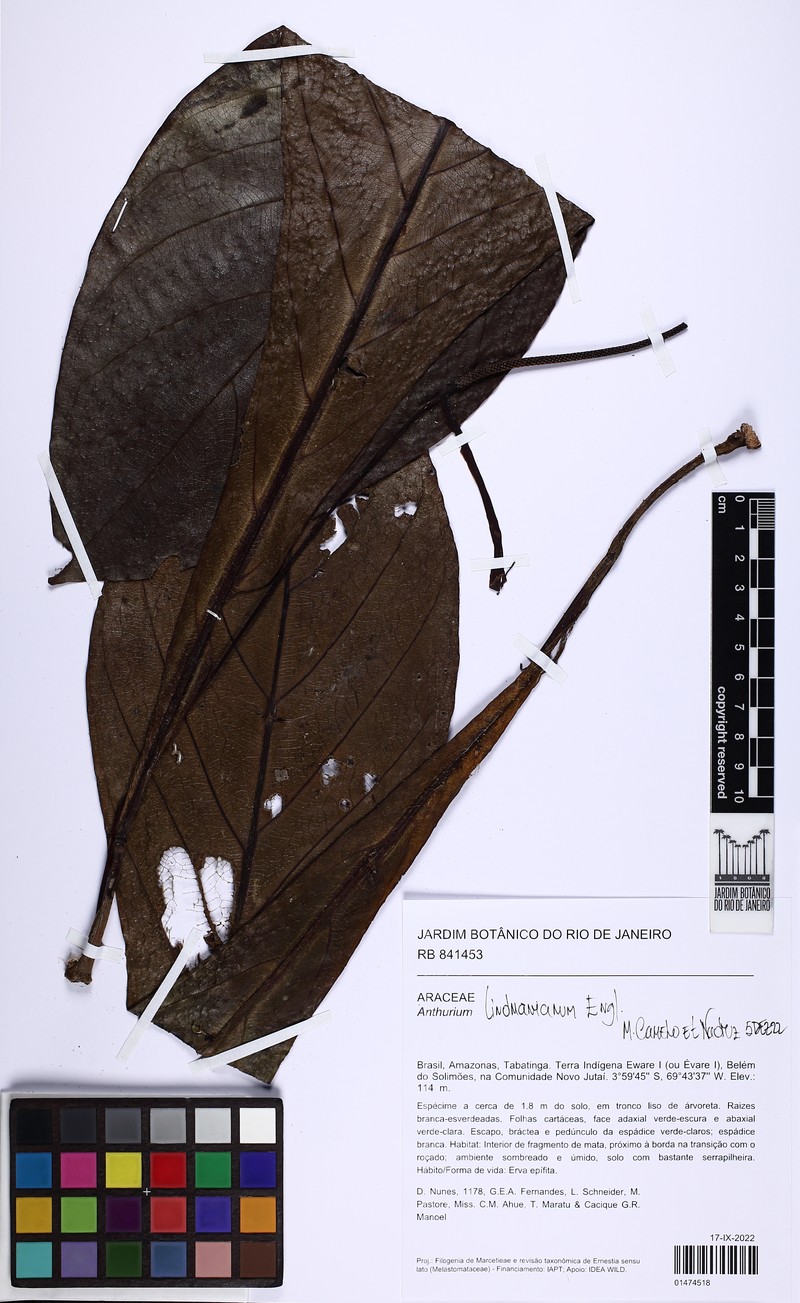 Anthurium lindmanianum photo 3