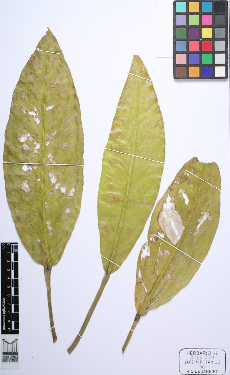 Anthurium lindmanianum photo 4