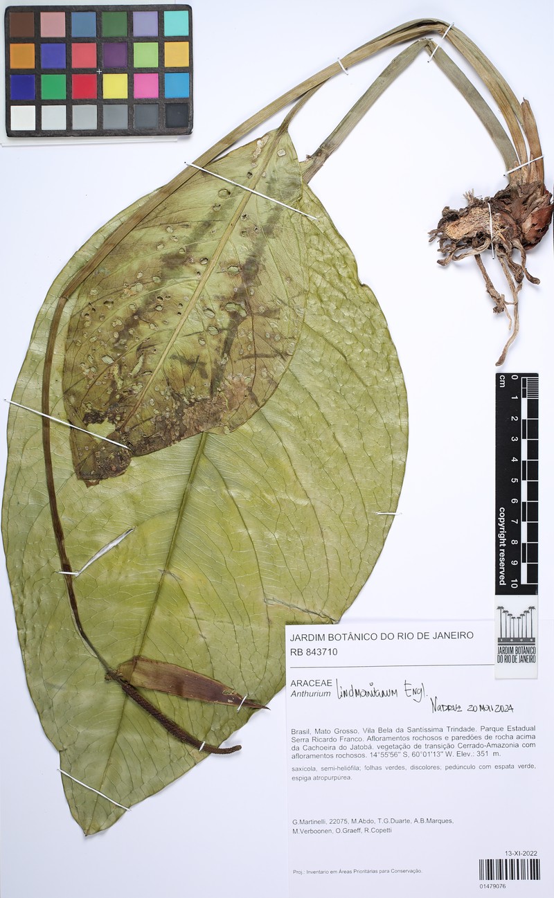 Anthurium lindmanianum photo 5