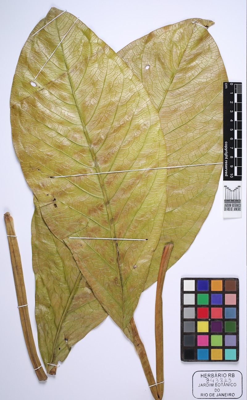 Anthurium lindmanianum photo 6