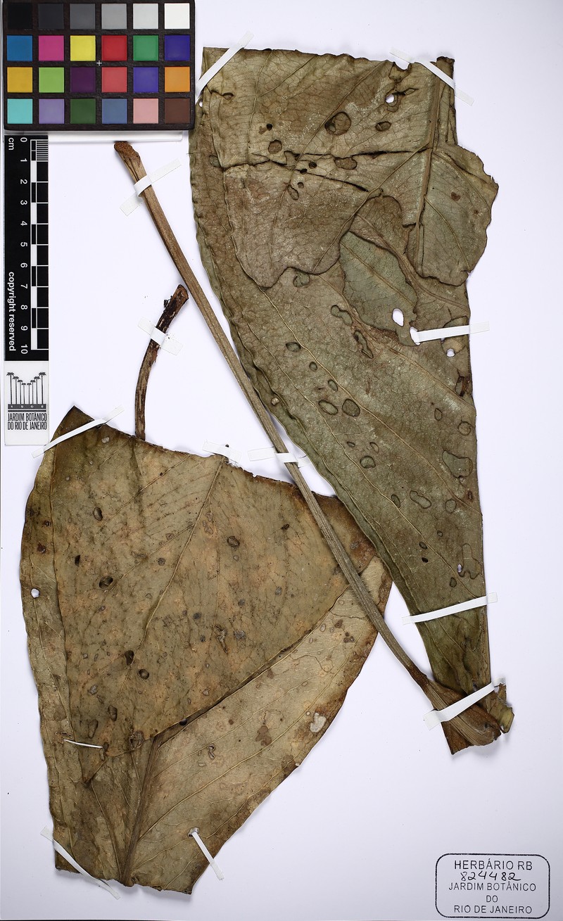 Anthurium lindmanianum photo 7