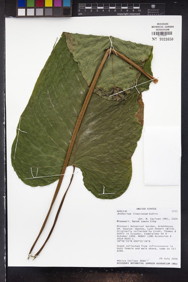 Anthurium lineolatum photo 3