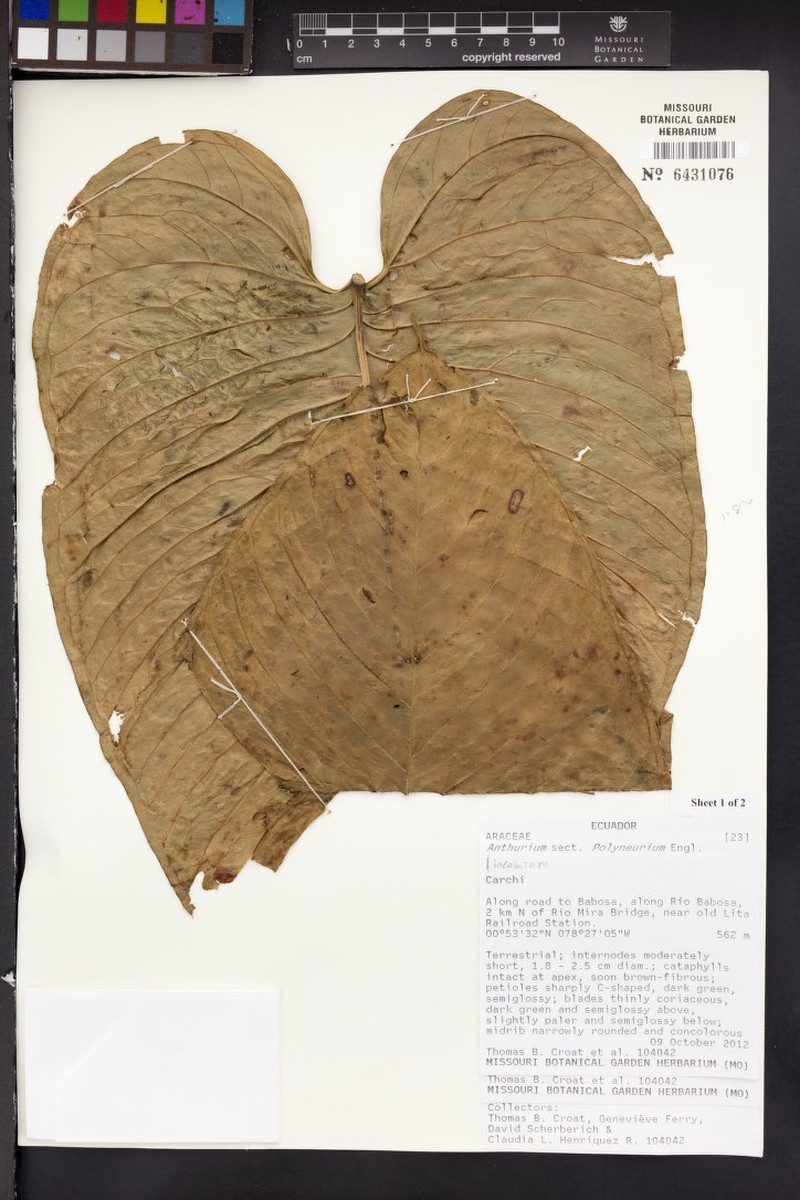 Anthurium lineolatum photo 4