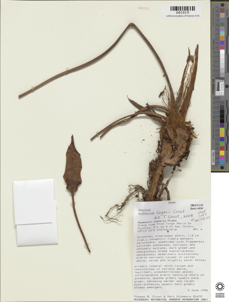 Anthurium linganii