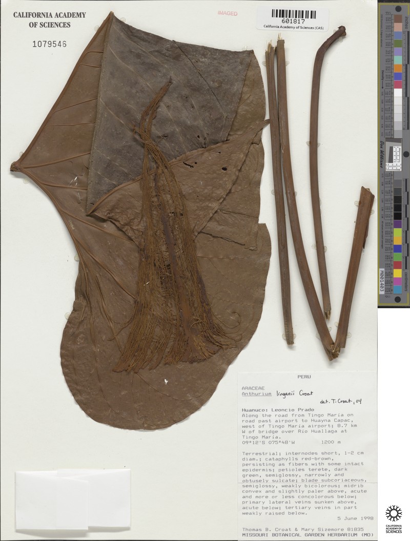 Anthurium linganii photo 2