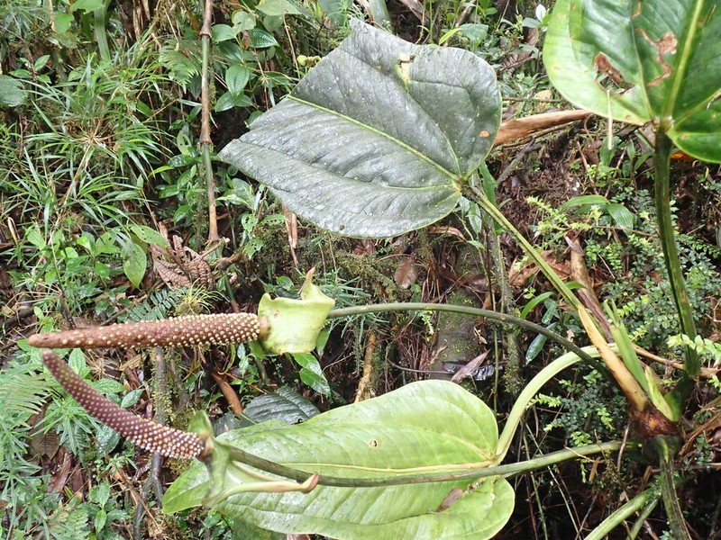 Anthurium lingua