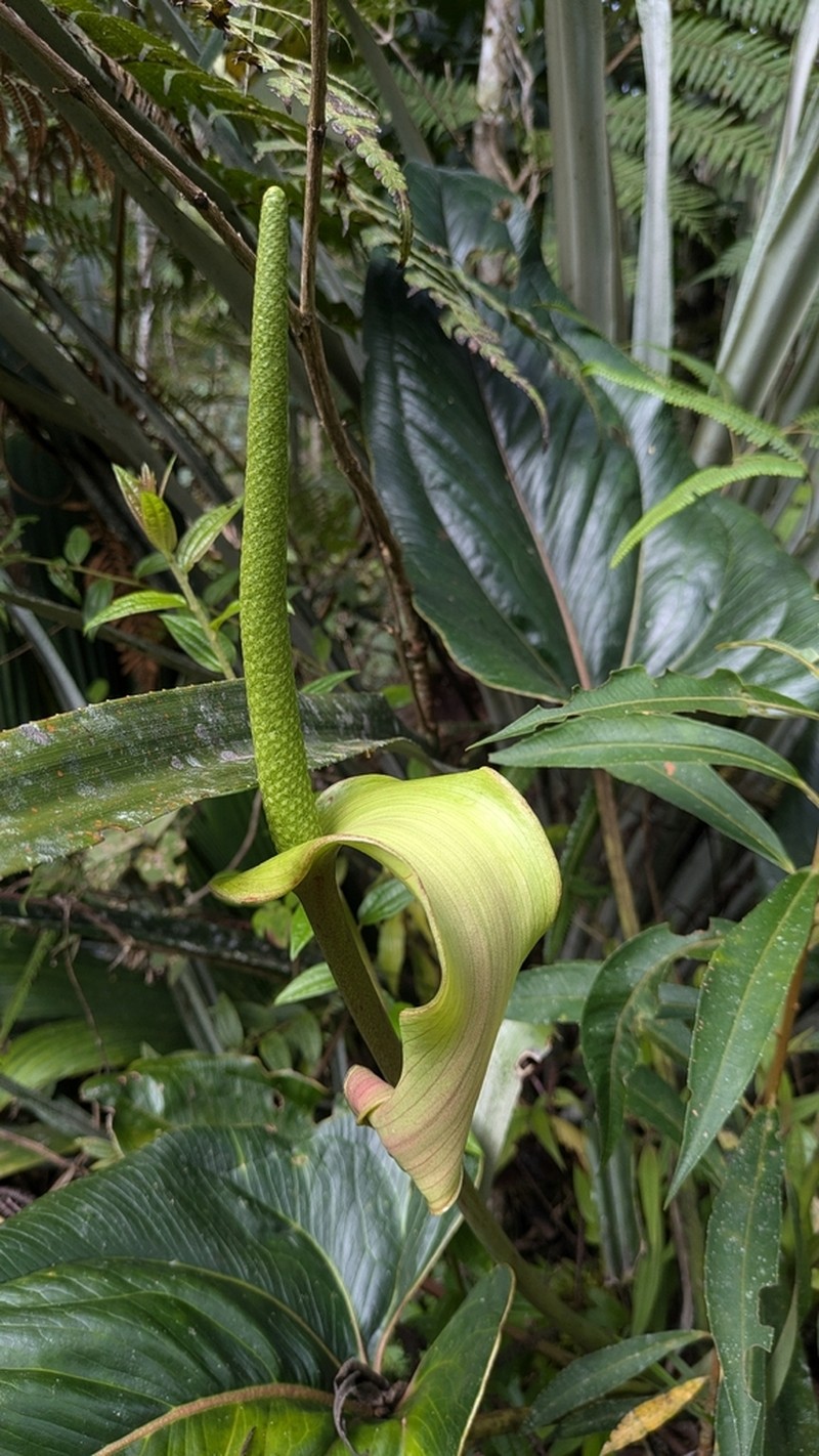 Anthurium lingua photo 2