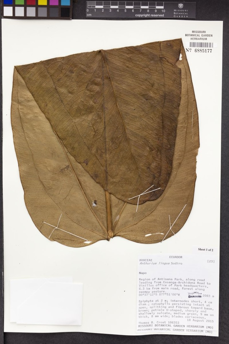 Anthurium lingua photo 4
