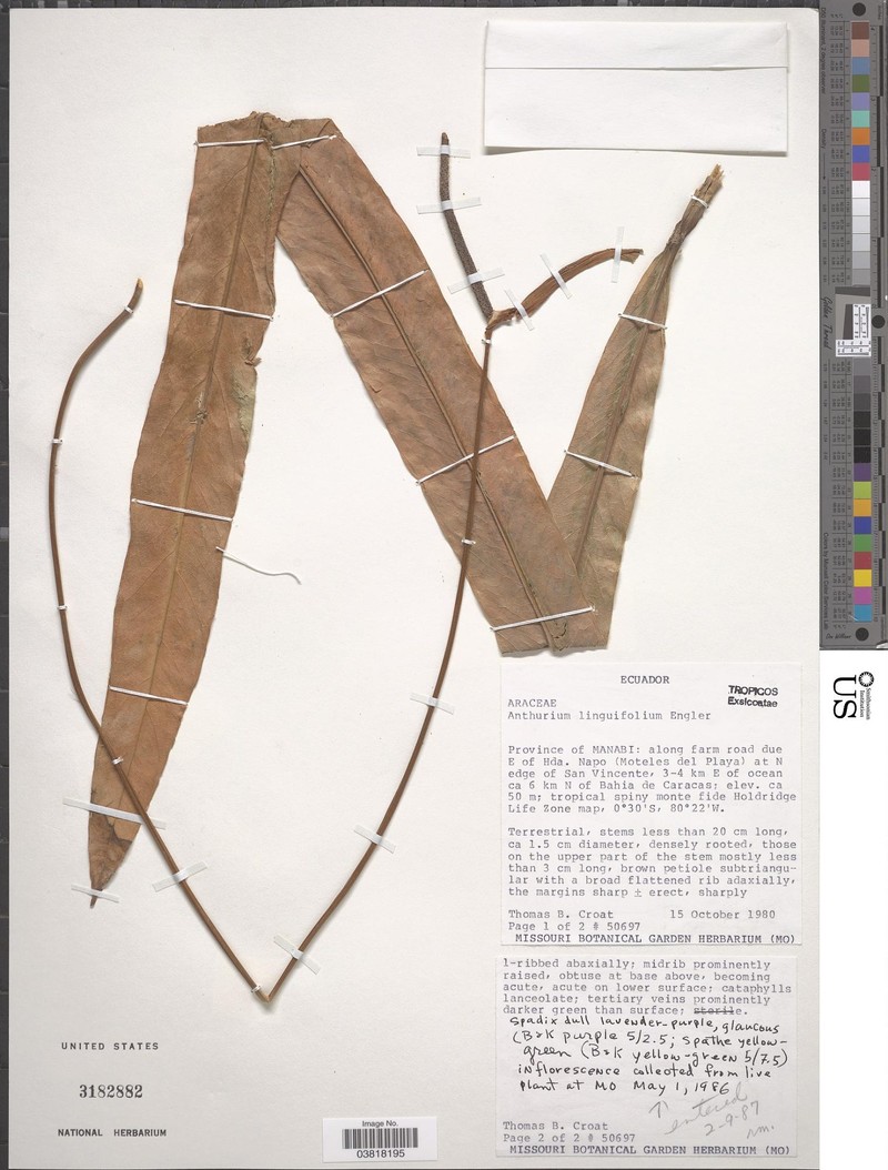 Anthurium linguifolium