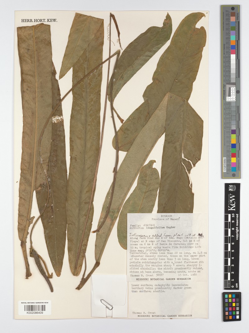 Anthurium linguifolium photo 2