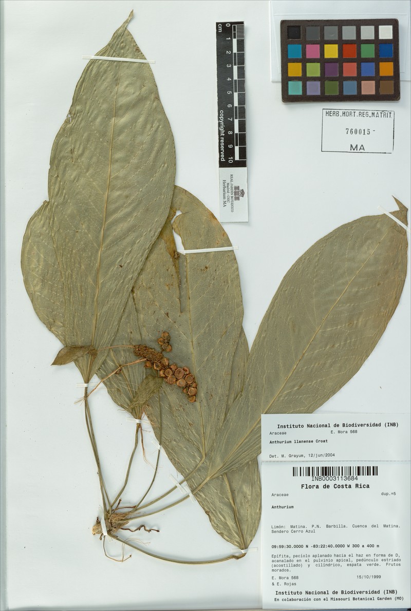 Anthurium llanense photo 2