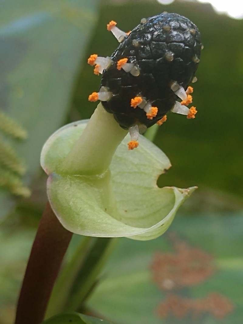 Anthurium llanense photo 4