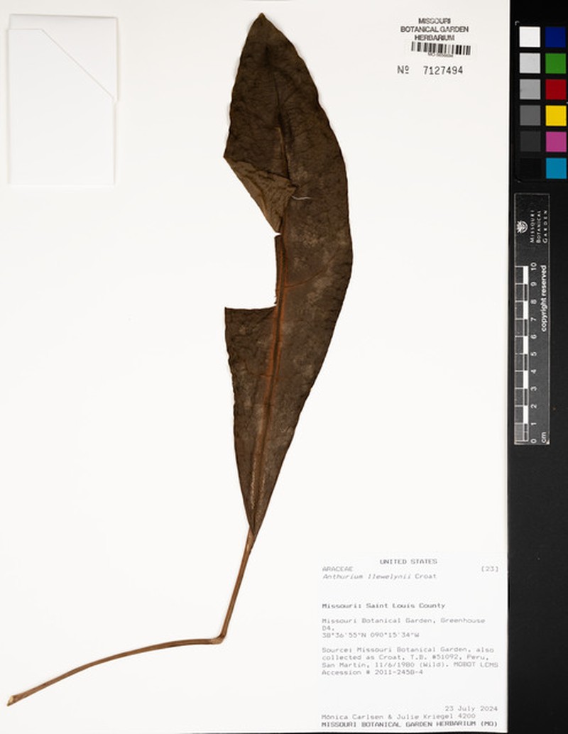 Anthurium llewellynii