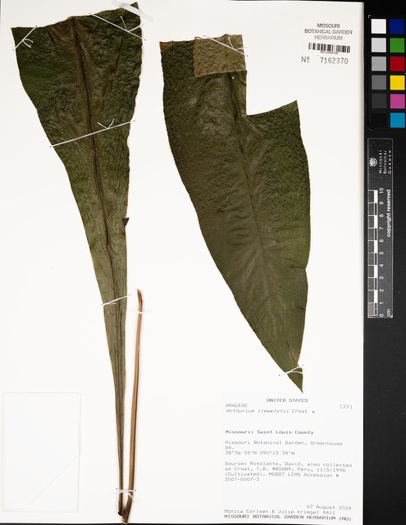 Anthurium llewellynii photo 2
