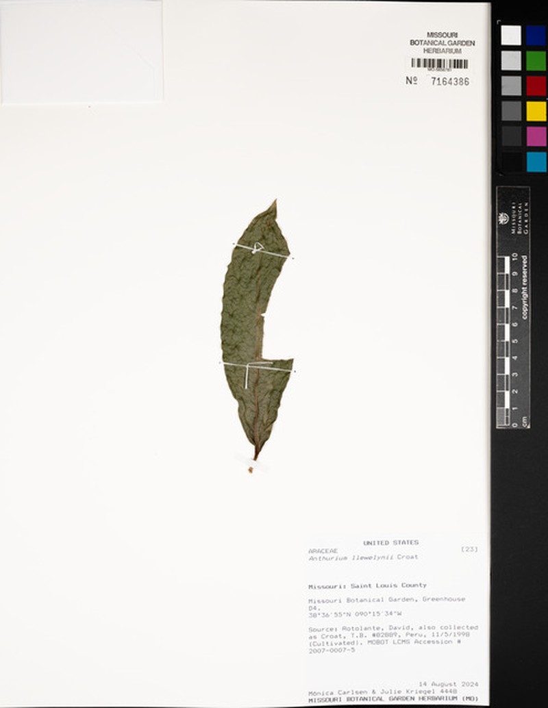 Anthurium llewellynii photo 3