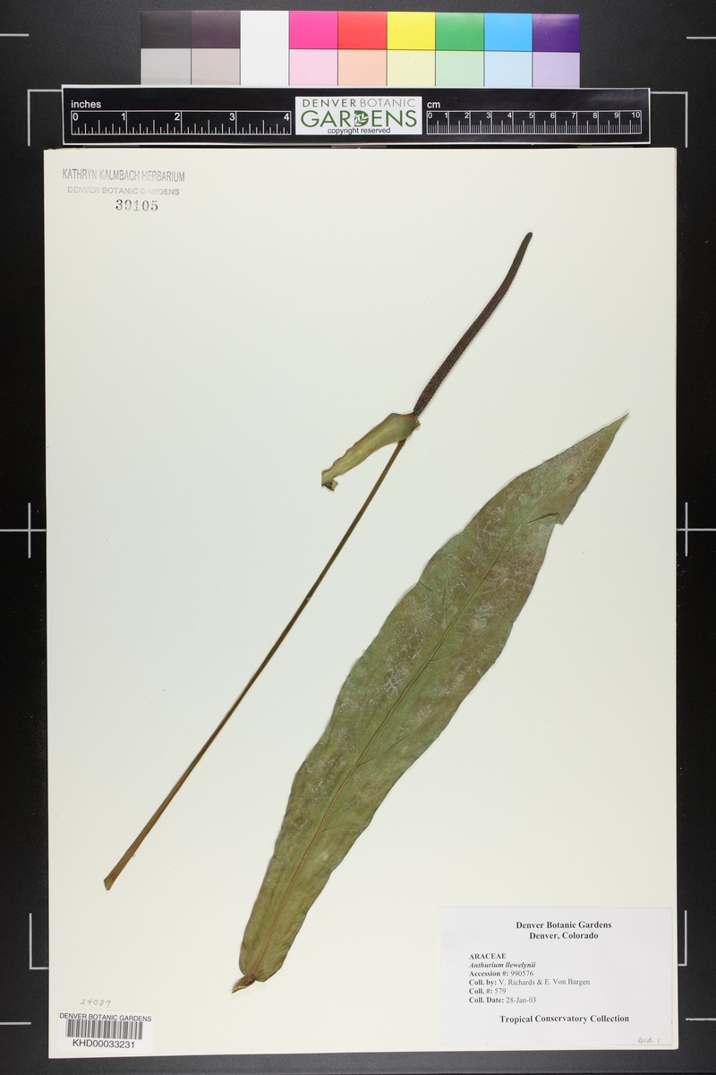 Anthurium llewellynii photo 4