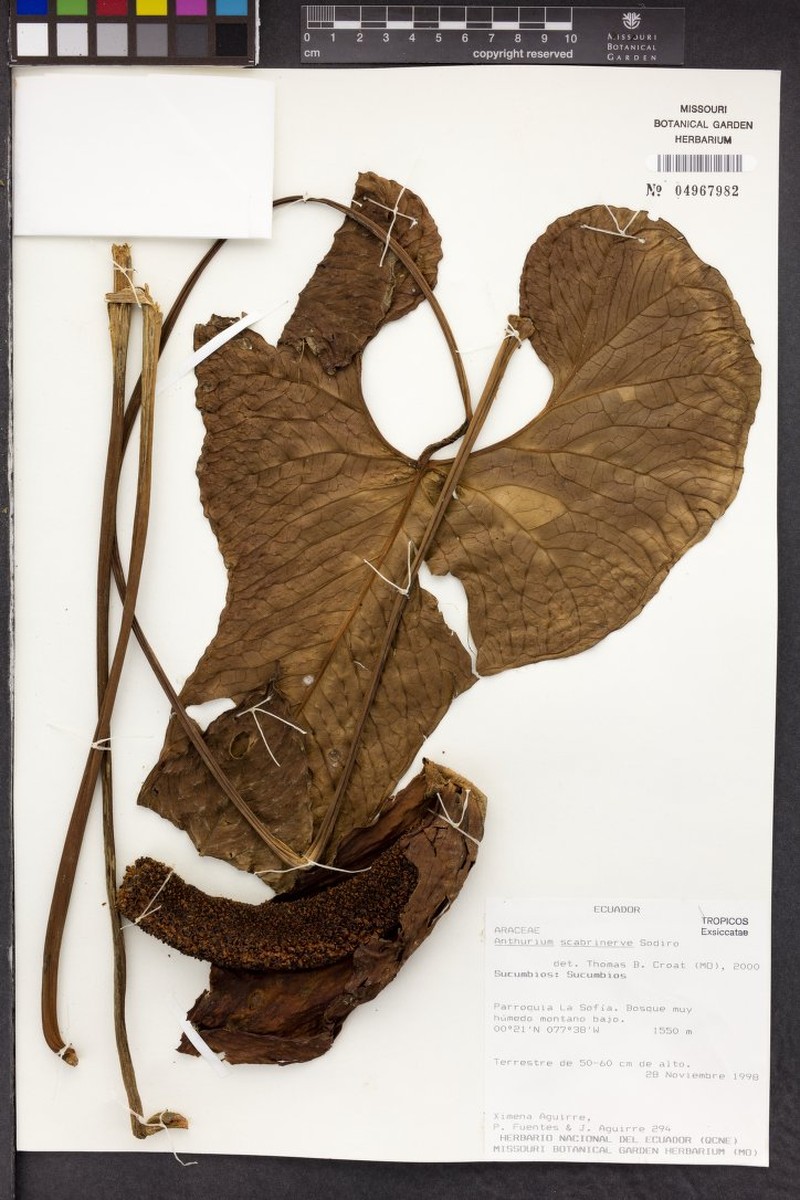 Anthurium lloense photo 3