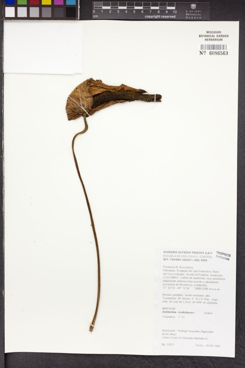 Anthurium lloense photo 4