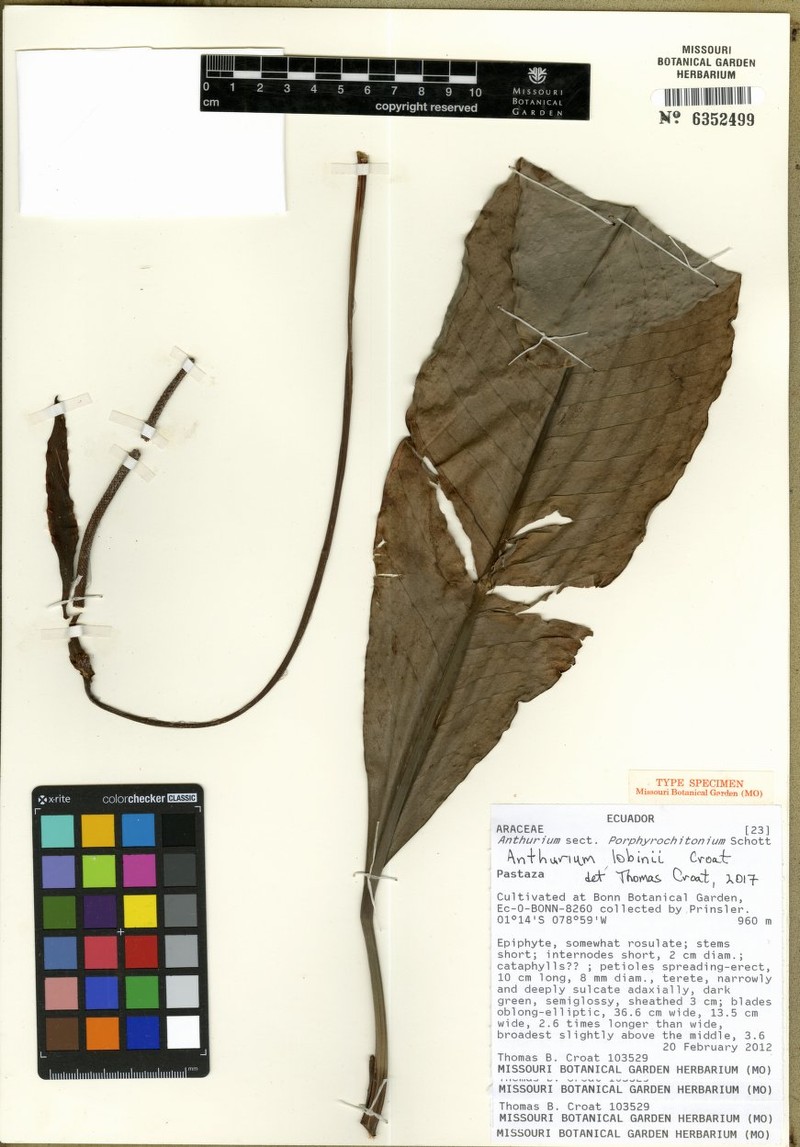 Anthurium lobinii