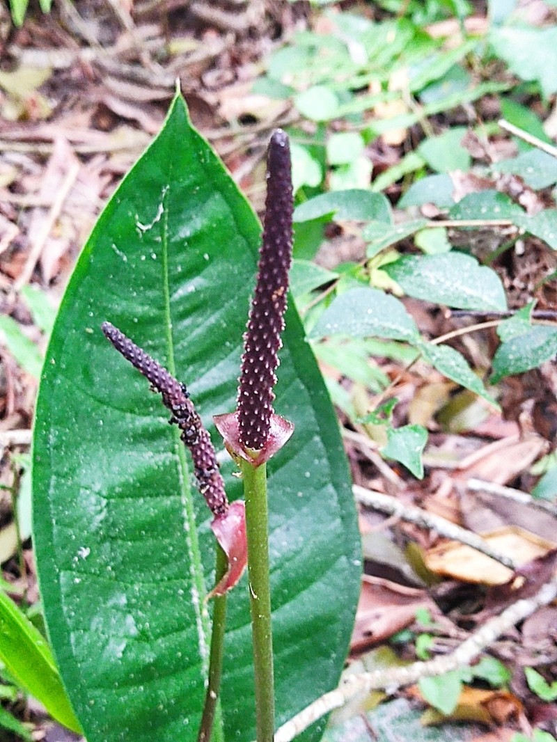 Anthurium loefgrenii photo 2