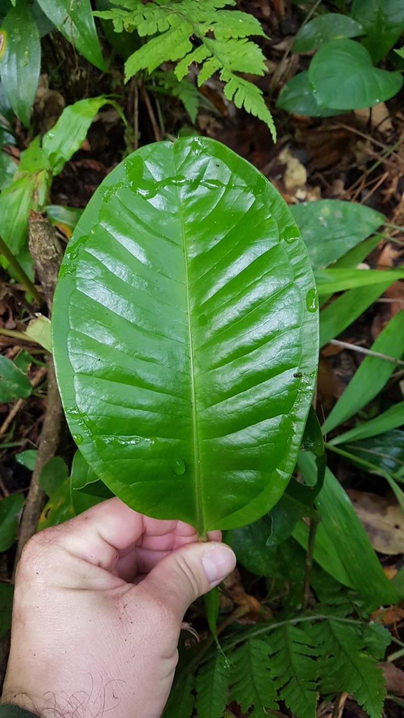 Anthurium loefgrenii photo 3