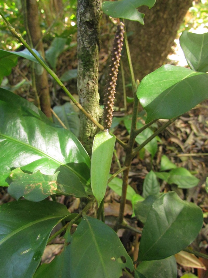 Anthurium loefgrenii photo 4