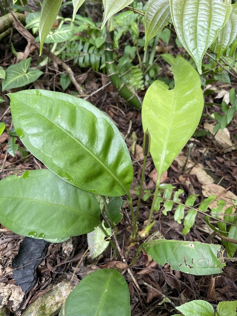 Anthurium loefgrenii photo 5