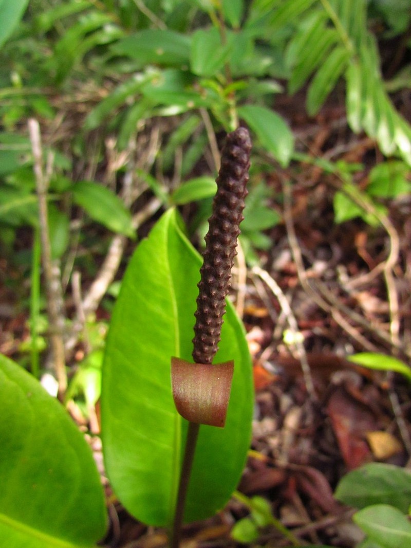 Anthurium loefgrenii photo 6