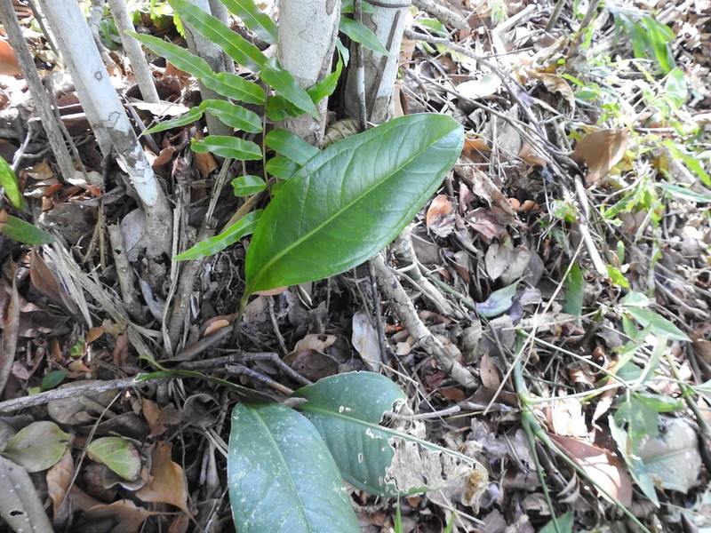 Anthurium loefgrenii photo 7