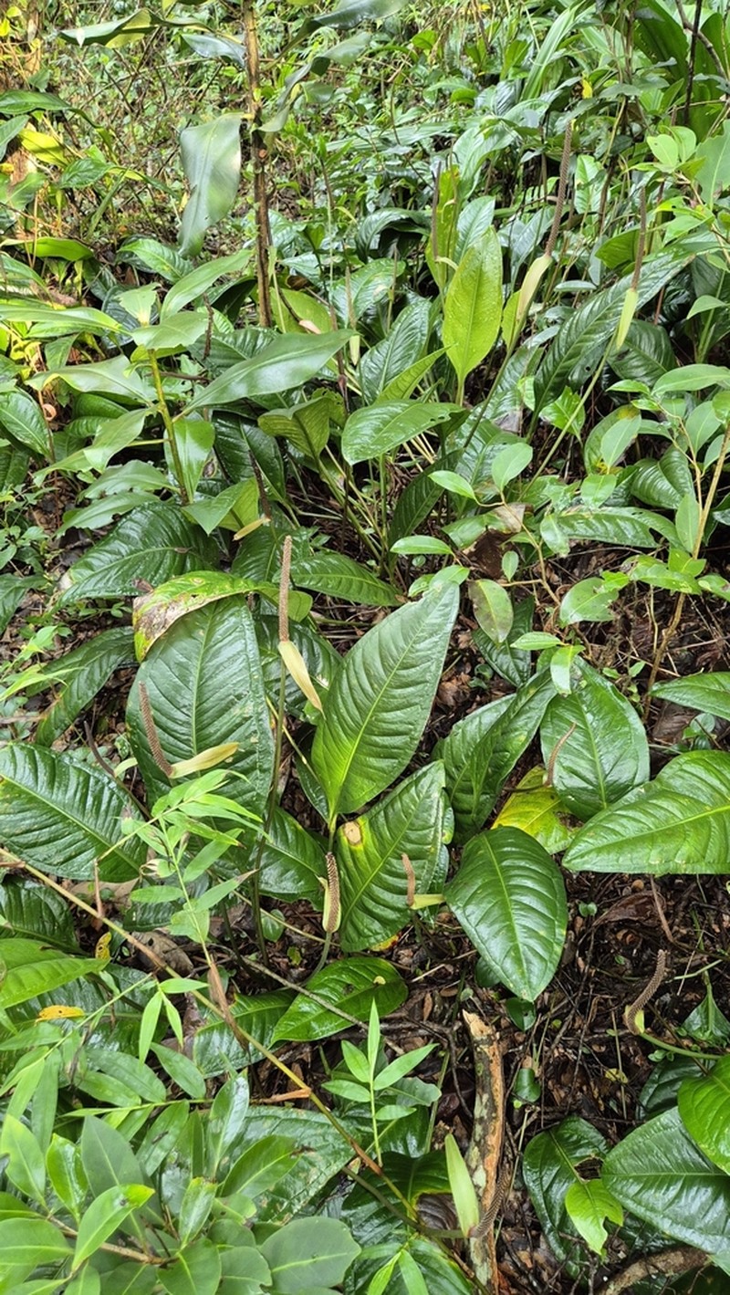 Anthurium loefgrenii photo 8