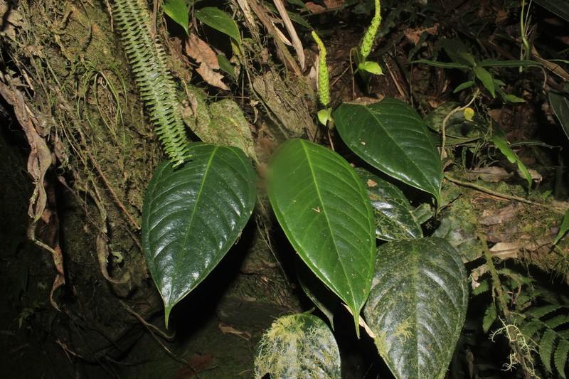 Anthurium longegeniculatum photo 2