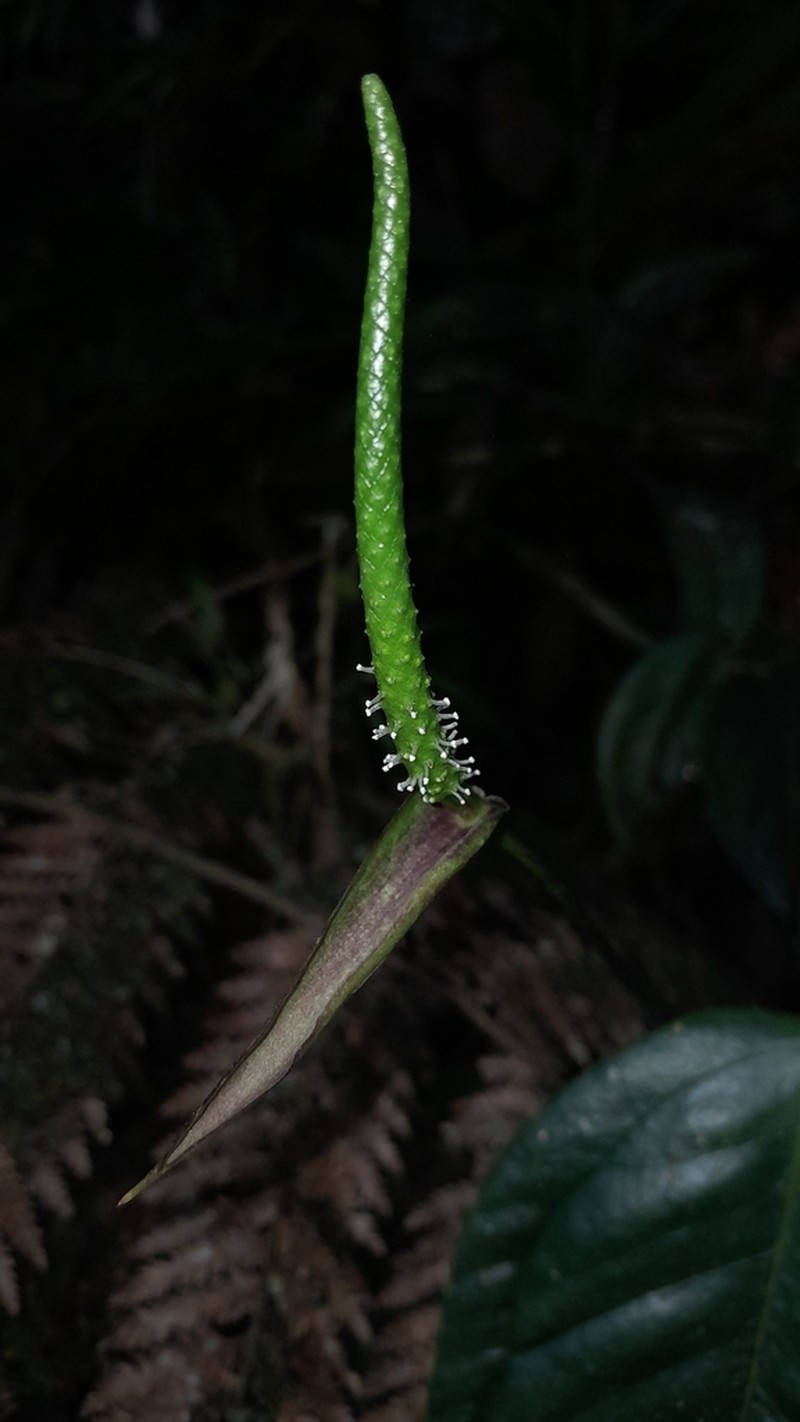 Anthurium longegeniculatum photo 3