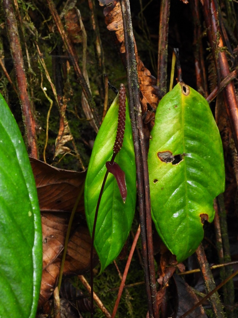 Anthurium longegeniculatum photo 6