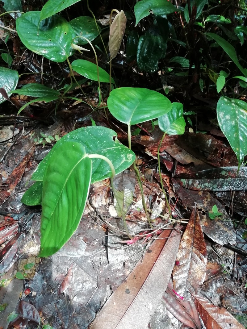 Anthurium longegeniculatum photo 8