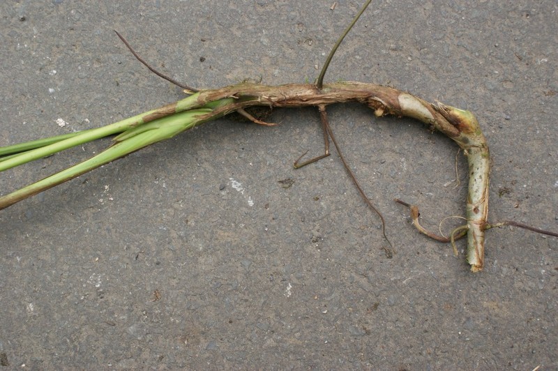 Anthurium longicaudatum